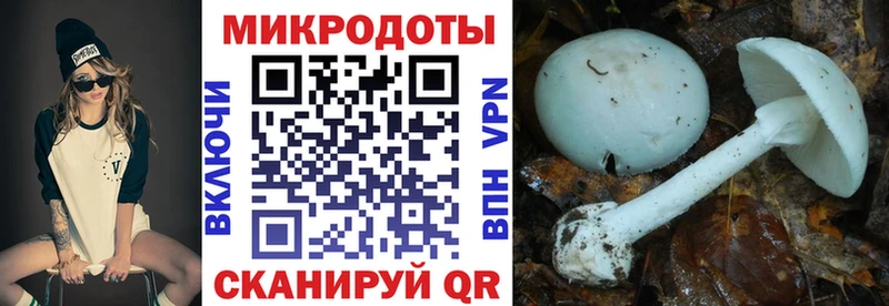 где купить   Евпатория  Псилоцибиновые грибы Cubensis 